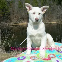 Goldie's Miss Snowflakes, a female German Shepherd Dog for sale in Piedmont, MO – Photo 4 of 6