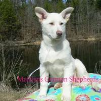 Goldie's Miss Snowflakes, a female German Shepherd Dog for sale in Piedmont, MO – Photo 3 of 6