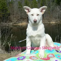 Goldie's Miss Snowflakes, a female German Shepherd Dog for sale in Piedmont, MO – Photo 5 of 6
