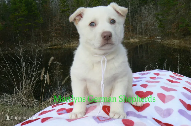 Goldie's Miss Snowflakes