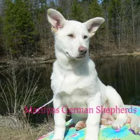 Goldie's Miss Snowflakes, a female German Shepherd Dog for sale in Piedmont, MO – Photo 2 of 6
