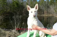 Ice Princess Miss Eskimo Kiss, a female German Shepherd Dog for sale in Piedmont, MO – Photo 3 of 6