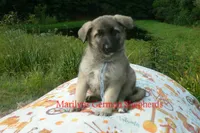 Strawberry's Mr. Sweather Weather, a male German Shepherd Dog for sale in Piedmont, MO – 4 of 6