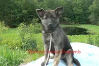 Lakeside Morning's Miss Peach Blossom and Nectar, a female German Shepherd Dog for sale in Piedmont, MO – 6 of 6
