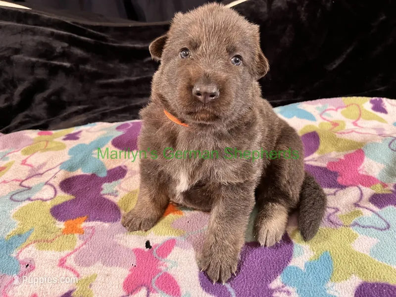 Saffron's Mr. Spiced Orange – German Shepherd Dog puppy for sale in Piedmont, MO