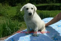 Lakeside Morning's Mr. Summer Boardwalk, a male German Shepherd Dog for sale in Piedmont, MO – 6 of 7