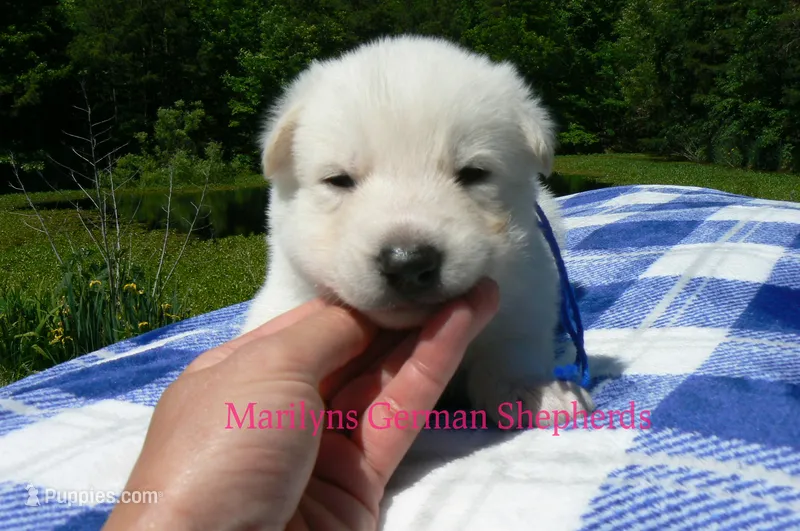 Lakeside Morning's Mr. Sea Salt Coast – German Shepherd Dog puppy for sale in Piedmont, MO