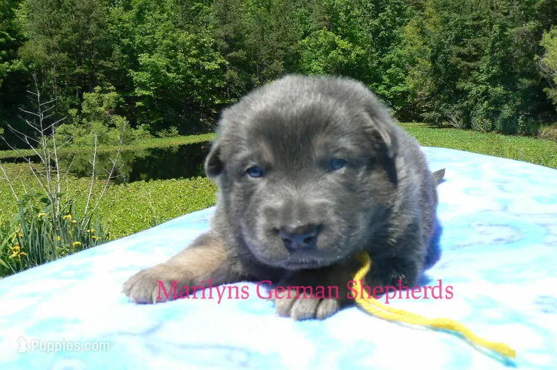 Snickerdoodle's Miss Banana Cream Latte – German Shepherd Dog puppy for sale in Piedmont, MO