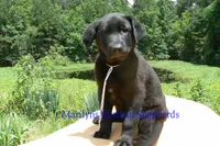 Snickerdoodle's Mr. Fiji White Sands, a male German Shepherd Dog for sale in Piedmont, MO – 6 of 6