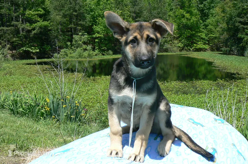 Midnight Illusions Mr Fresh Rainfall – German Shepherd Dog puppy for sale in Piedmont, MO