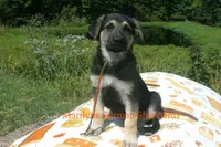 Enchantress Miss Autumn Wreath, a female German Shepherd Dog for sale in Piedmont, MO – 5 of 6