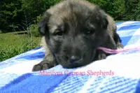 Lakeside Morning's Miss Coastal Cottage, a female German Shepherd Dog for sale in Piedmont, MO – 6 of 6