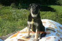 Enchantress's Miss Sunshine and Lemons, a female German Shepherd Dog for sale in Piedmont, MO – 6 of 7