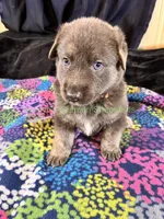 Saffron's Mr. Spiced Orange, a male German Shepherd Dog for sale in Piedmont, MO – 2 of 10