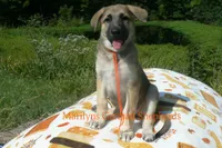 Enchantress's Miss Cinnamon Pumpkin, a female German Shepherd Dog for sale in Piedmont, MO – 4 of 6