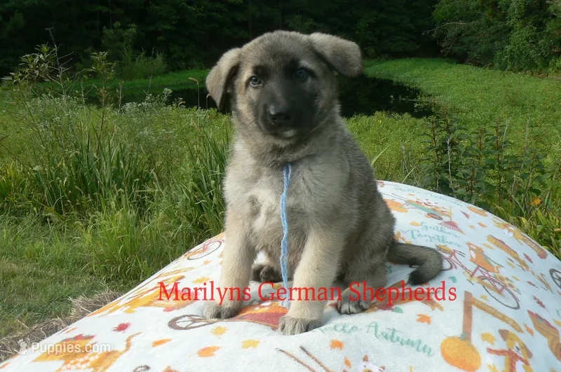 Strawberry's Mr. Sweather Weather, a male German Shepherd Dog for sale in Piedmont, MO – 1 of 6