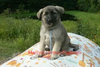 Strawberry's Mr. Sweather Weather, a male German Shepherd Dog for sale in Piedmont, MO – 1 of 6