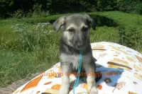 Enchantress's Mr. Crisp Forest Air, a male German Shepherd Dog for sale in Piedmont, MO – 2 of 6