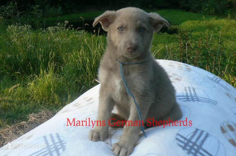 Sapphire's Mr. Flannel  – German Shepherd Dog puppy for sale in Piedmont, MO