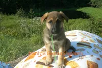 Enchantress's Mr. Honey Crisp Apple, a male German Shepherd Dog for sale in Piedmont, MO – 6 of 6