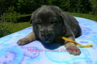Snickerdoodle's Miss Banana Cream Latte, a female German Shepherd Dog for sale in Piedmont, MO – 2 of 5