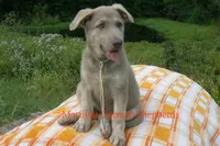Sapphire's Miss Corn Maze Craze, a female German Shepherd Dog for sale in Piedmont, MO – 4 of 6