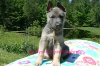 Foxy's Mr. Campfire Marshmallows, a male German Shepherd Dog for sale in Piedmont, MO – 3 of 6