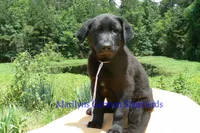 Snickerdoodle's Mr. Fiji White Sands, a male German Shepherd Dog for sale in Piedmont, MO – 4 of 6