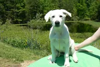 Miami's Mr. Backyard Honeysuckle, a male German Shepherd Dog for sale in Piedmont, MO – 6 of 6