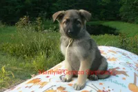 Strawberry's Miss Salted Butterscotch, a female German Shepherd Dog for sale in Piedmont, MO – 4 of 6