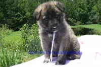 Ice Princess's Mr. Toasted Marshmallow Pop, a male German Shepherd Dog for sale in Piedmont, MO – 4 of 4