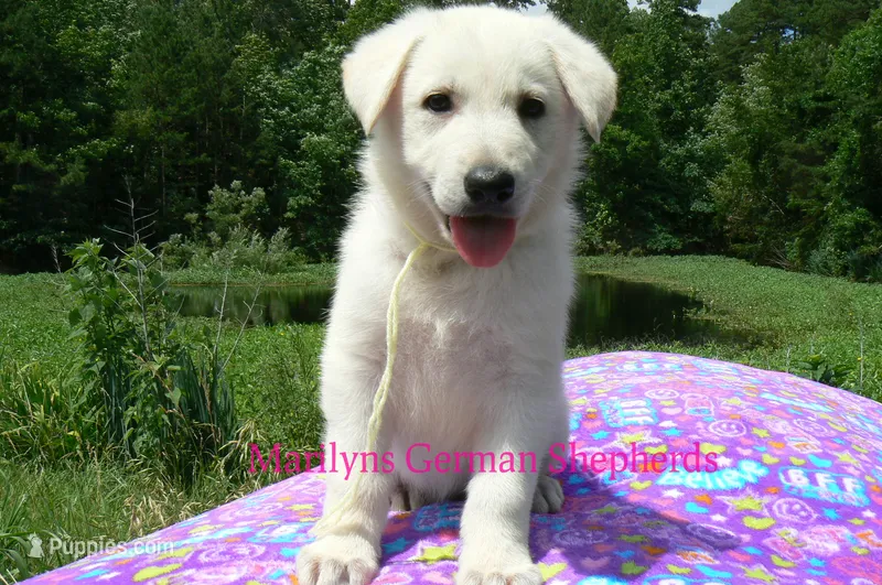Lakeside Morning's Mr. Summer Boardwalk – German Shepherd Dog puppy for sale in Piedmont, MO
