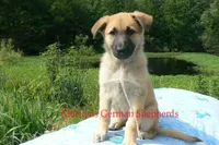 Lakeside Morning's Miss Sugar Cone Crunch, a female German Shepherd Dog for sale in Piedmont, MO – 4 of 6