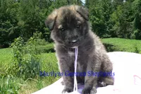 Ice Princess's Mr. Toasted Marshmallow Pop, a male German Shepherd Dog for sale in Piedmont, MO – 3 of 4