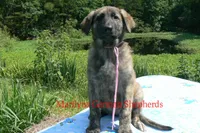 Lakeside Morning's Miss Coastal Cottage, a female German Shepherd Dog for sale in Piedmont, MO – 2 of 6