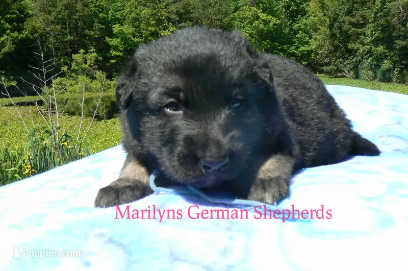 Snickerdoodle's Mr. Turquoise Waters – German Shepherd Dog puppy for sale in Piedmont, MO
