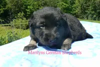 Snickerdoodle's Mr. Turquoise Waters, a male German Shepherd Dog for sale in Piedmont, MO – 1 of 5