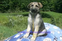 Strawberry's Mr. Fresh Fall Morning, a male German Shepherd Dog for sale in Piedmont, MO – 3 of 6