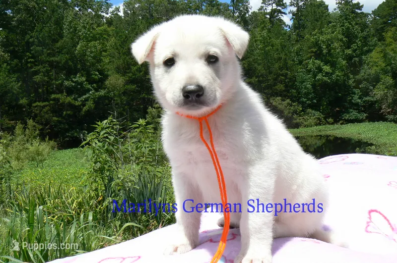 Ice Princess's Mr. Chasing Daydreams – German Shepherd Dog puppy for sale in Piedmont, MO