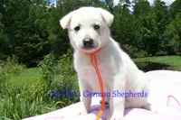 Ice Princess's Mr. Chasing Daydreams, a male German Shepherd Dog for sale in Piedmont, MO – 1 of 4