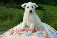 Strawberry's Miss Lavender Dusk, a female German Shepherd Dog for sale in Piedmont, MO – 3 of 6