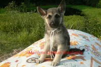 Strawberry's Miss White Pumpkin, a female German Shepherd Dog for sale in Piedmont, MO – 6 of 7