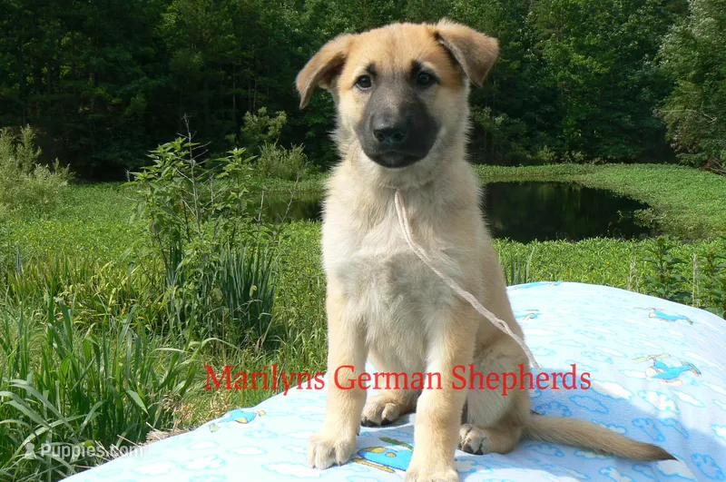 Lakeside Morning's Miss Sugar Cone Crunch – German Shepherd Dog puppy for sale in Piedmont, MO