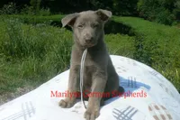 Sapphire's Mr. Midnight Marshmallow, a male German Shepherd Dog for sale in Piedmont, MO – 6 of 6