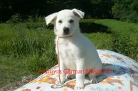 Strawberry's Miss Champagne Apple & Honey, a female German Shepherd Dog for sale in Piedmont, MO – 3 of 6