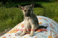Strawberry's Miss White Pumpkin, a female German Shepherd Dog for sale in Piedmont, MO – 7 of 7