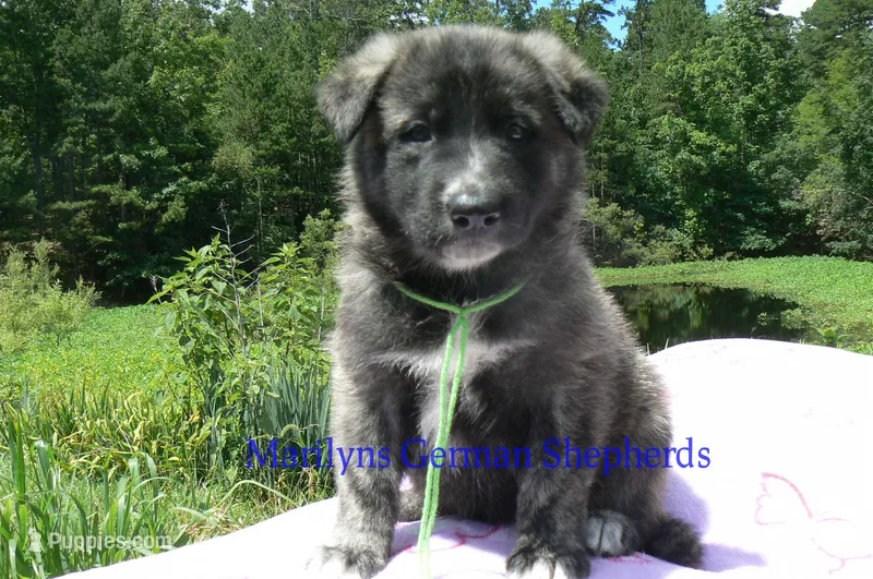 Ice Princess's Mr. Cucumber Melon – German Shepherd Dog puppy for sale in Piedmont, MO