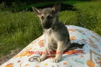 Strawberry's Miss White Pumpkin, a female German Shepherd Dog for sale in Piedmont, MO – 3 of 7