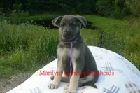 Sapphire's Miss Wilderness Trail, a female German Shepherd Dog for sale in Piedmont, MO – 2 of 6