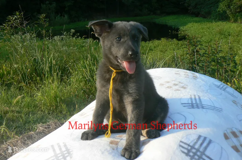 Sapphire's Miss Corn Maze Craze – German Shepherd Dog puppy for sale in Piedmont, MO